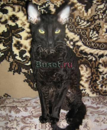 Вязка корниш-рекс Санкт-Петербург