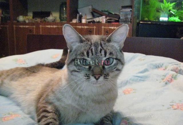 Балинезийские котята Самара