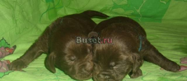 Щенки лабрадора в питомнике Фарвист Голд Челябинск
