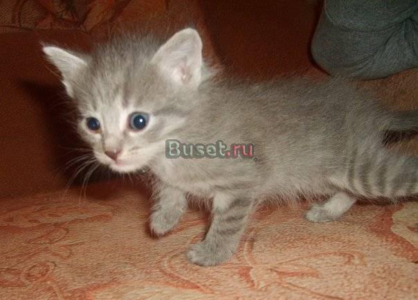 Котёнок-мальчик в добрые руки Саратов
