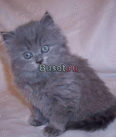 Персидский котенок медвеженок голубого окраса Москва