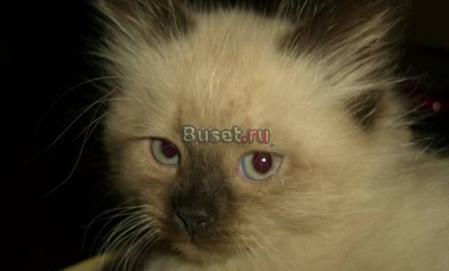 Яркие невские маскарадные котята Москва