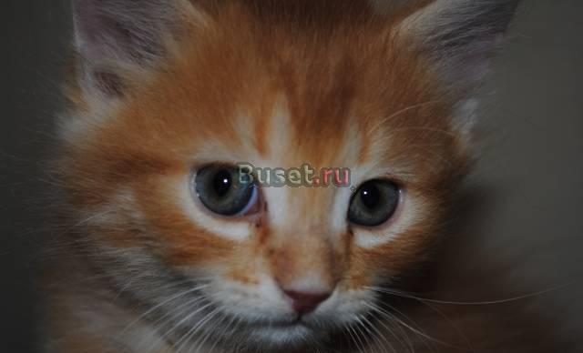 Рыжие сибирские котики Москва
