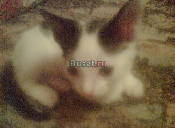 Котята от 2 мес Липецк