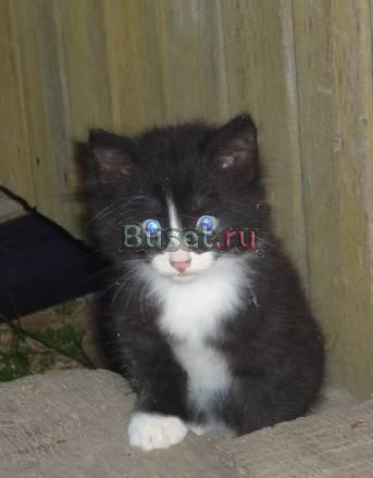 Котят отдам в добрые руки Москва