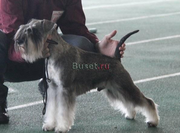 Щенки породы цвергшнауцер разного возраста, окраса Пенза