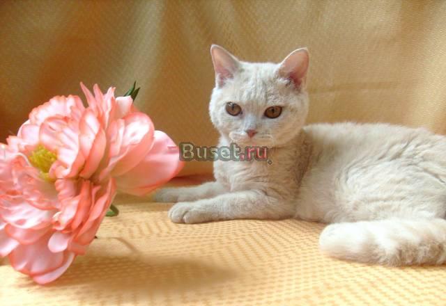 Селкирк рекс (кошки в овечьей шубке) Краснодар