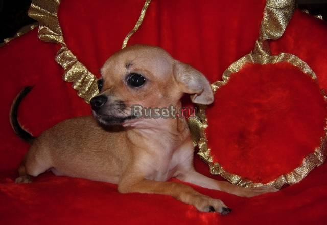 Г.ш девочка Москва