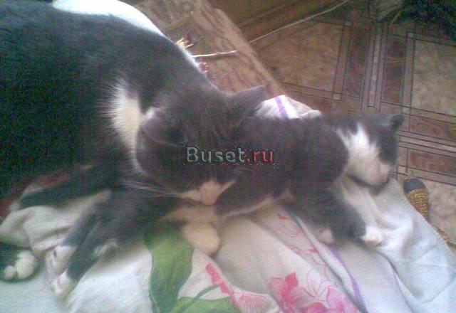 Котята Москва