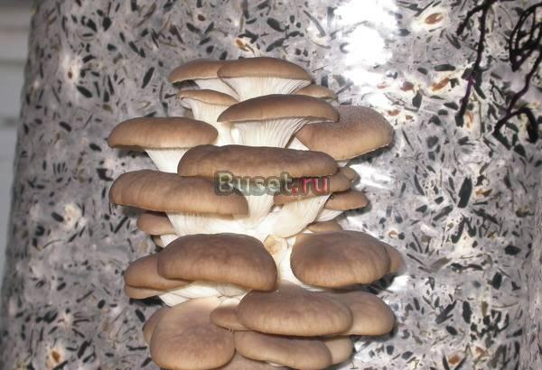 грибы вешенки Самара