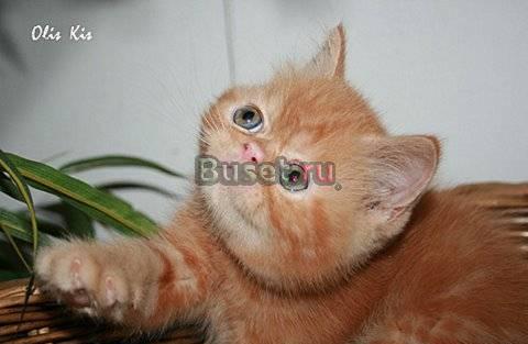 Экзотический плюшевый котик Москва
