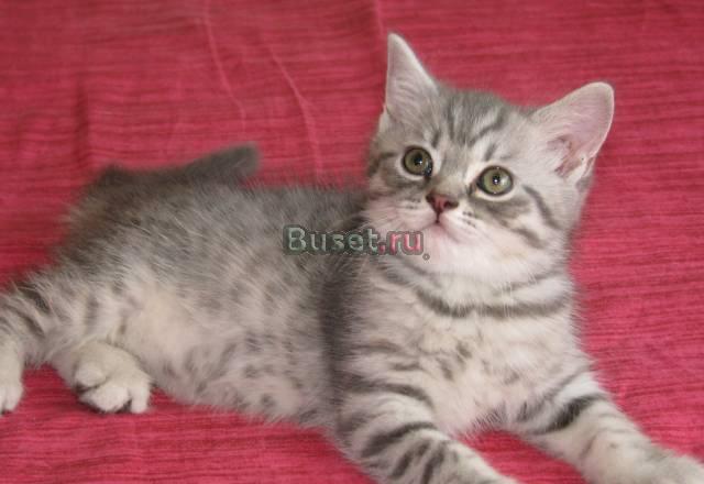 Британский котёнок Санкт-Петербург