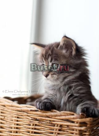 Котенок мейн-кун (мэйн-кун) Новосибирск