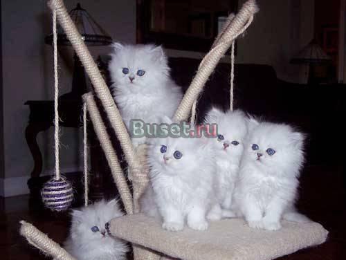 Шикарные белоснежные персидские котята Красноярск