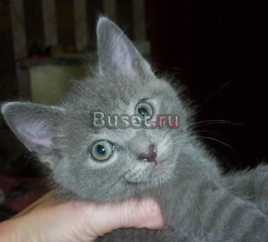 Британские котята Санкт-Петербург