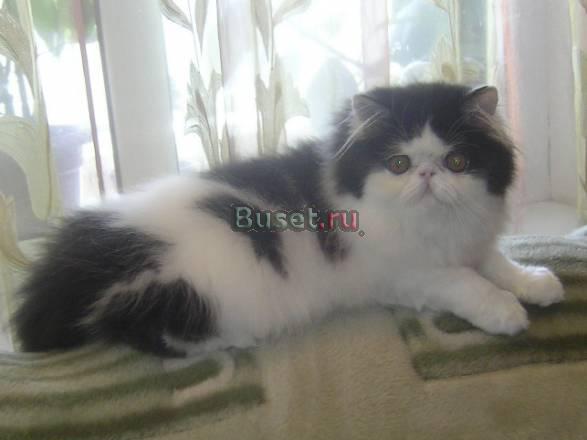 Персидские и  экзотические котята Санкт-Петербург