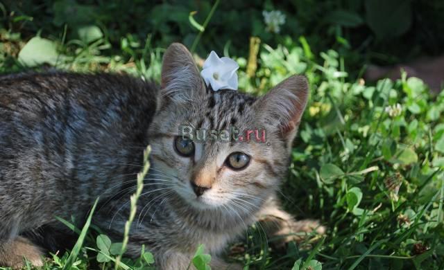 Ласковый котенок-девочка в добрые руки Москва