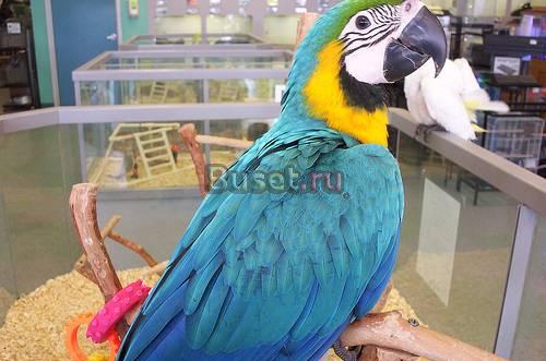 Птенцы выкормыши ара, все птенцы окальцованы и с ч Санкт-Петербург