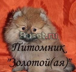Шпиц померанский Москва