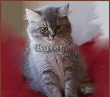 Длинношерстный британский котик (клубный) Санкт-Петербург