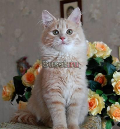 Котенок сибирский, редкий окрас - для Вас видео Москва