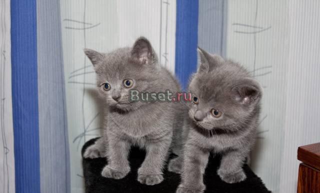 Шотландские плюшевые котята страйты Санкт-Петербург