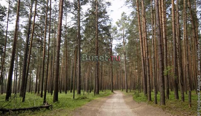 Дачный учасок в глубине соснового леса Павловский Посад