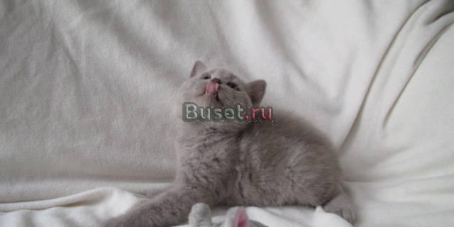 Британские котята Москва