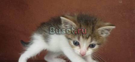 Отдам котенка девочку 1 мес в хорошие руки Москва