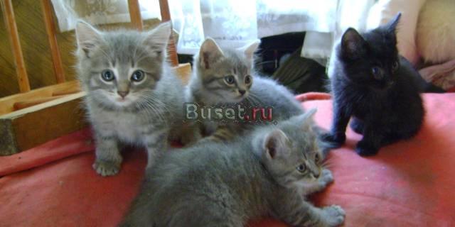 Кролики котята Нижний Новгород