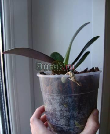 Phalaenopsis Miva Charlene Delicatesse Москва