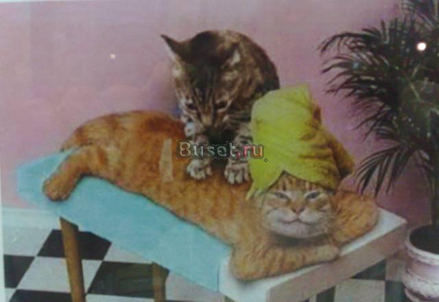 Все виды массажа с выездом на дом Москва