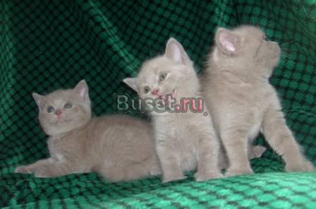 Шотландские котятаДля души и разведения Пушкино