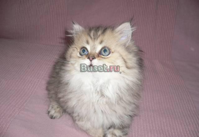 Персидские котята(золотистая шиншилла) Москва