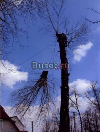 Удаление кронирование деревьев Ярославль