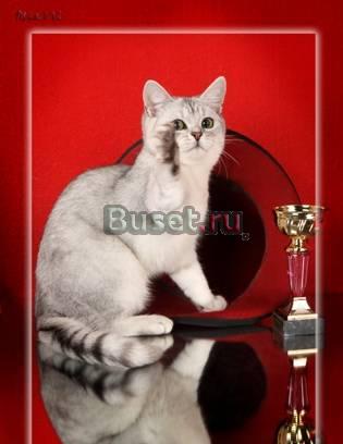 Британские котята-  серебристые  шиншилы. Неметящи Москва