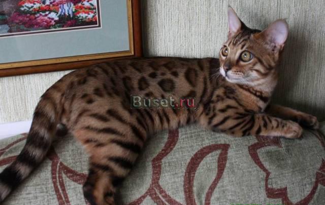 Бенгальские котята Москва