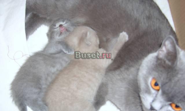 Британские котята Москва