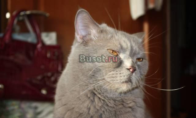Отдам  в  добрые  руки Королев