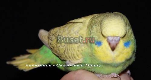 Выставочные волнистые попугайчики  чехи Новосибирск