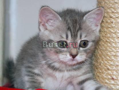 Дёшево.продам котика Москва