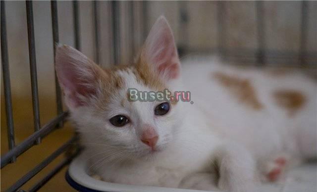 Бело-рыжий котенок Нельсон в добрые руки Москва