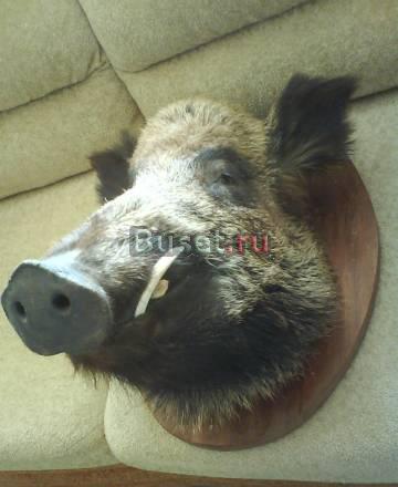 Чучело Сочи