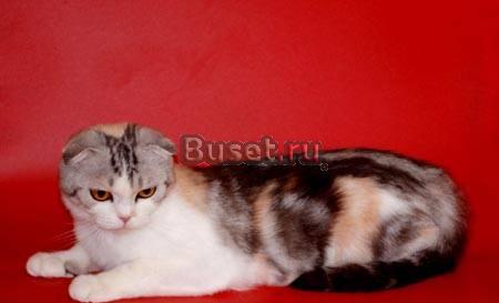 Шотландская вислоухая кошечка Москва