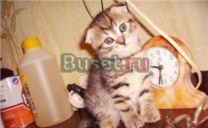 Шотландская вислоухая кошечка Москва