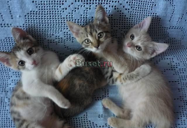 Гладкошерстные котята ждут хозяев Люберцы