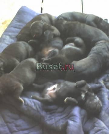 Продаются  щенки Иваново