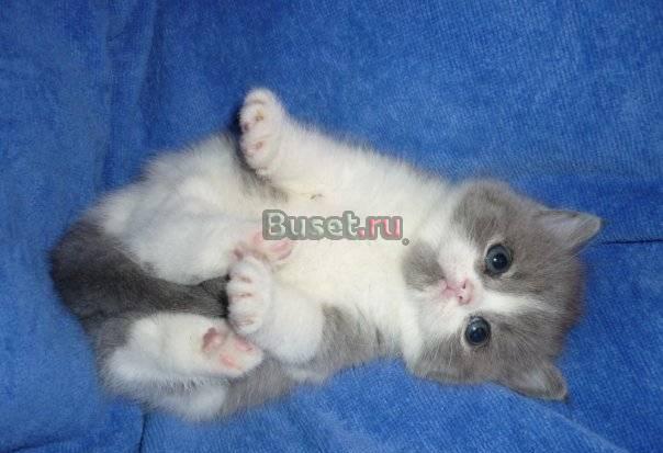 Шотландские вислоухие и Британские котята Москва