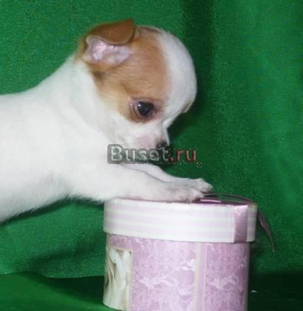 Чихуахуа щенки выбор 2-5 мес Москва
