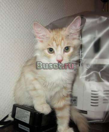 Персиковый котенок Персей почти даром Москва